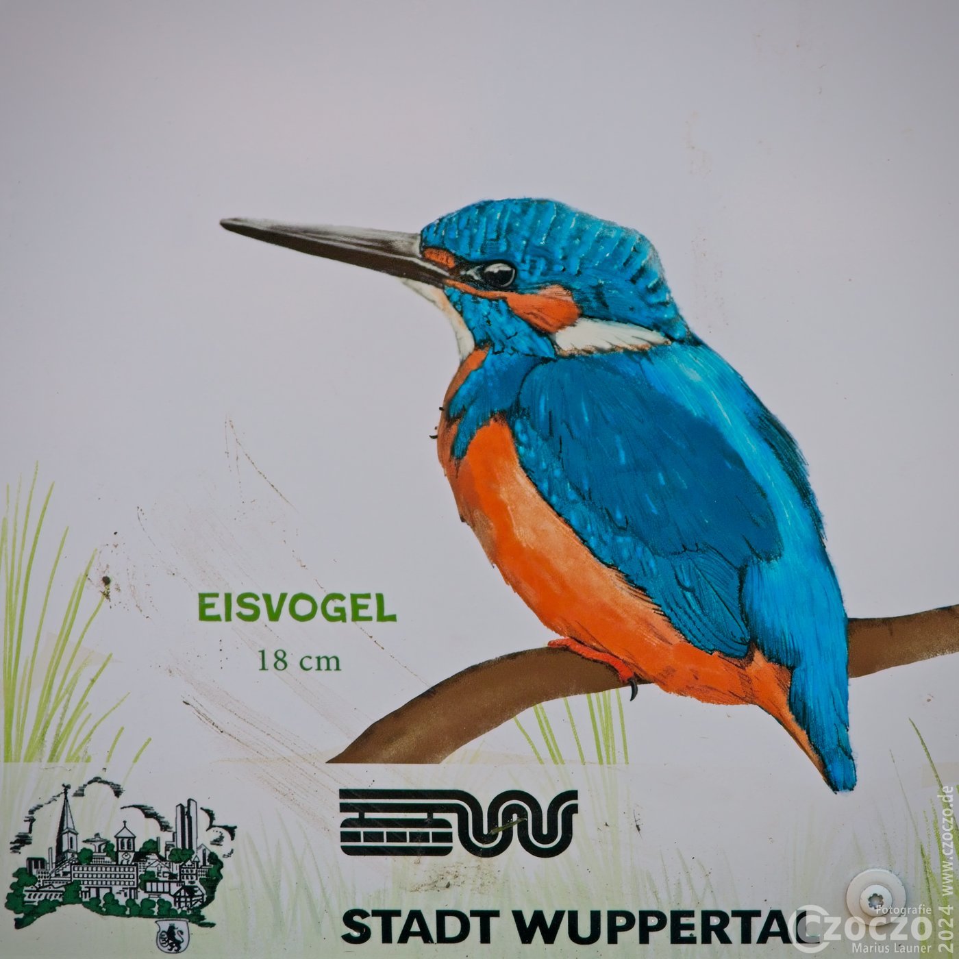 20241031-9A1A1692-Eisvogel