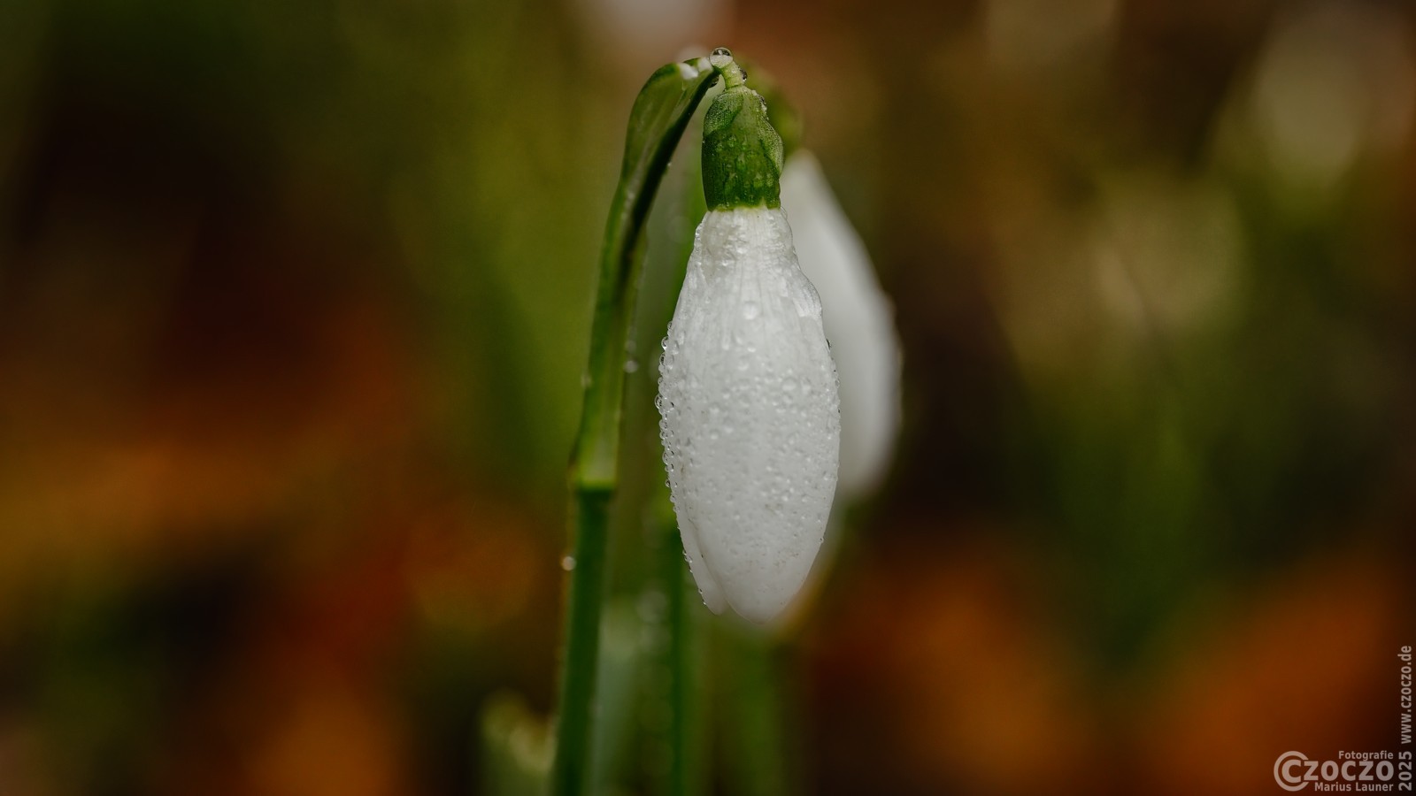 20250205-9A1A2582-schneegloeckchen